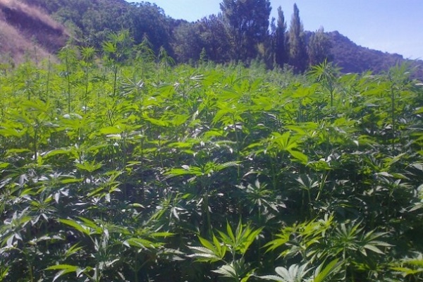 A hemp field in Granada, Spain. Image: AEPTC